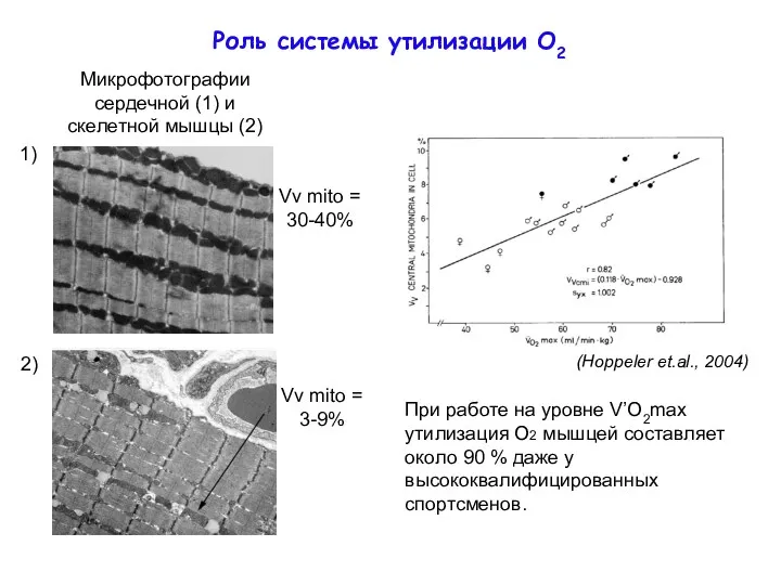 Роль системы утилизации О2 (Hoppeler et.al., 2004) Микрофотографии сердечной (1)