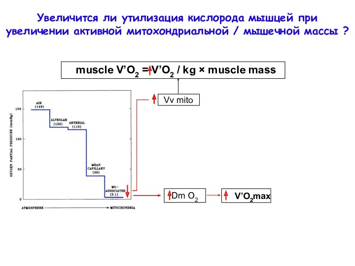 Vv mito muscle V’O2 = V’O2 / kg × muscle