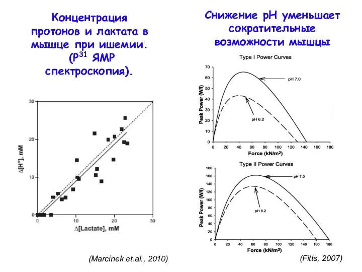 Снижение рН уменьшает сократительные возможности мышцы (Marcinek et.al., 2010) (Fitts,