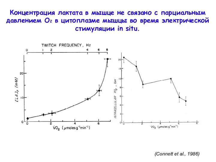 (Connett et al., 1986) Концентрация лактата в мышце не связано