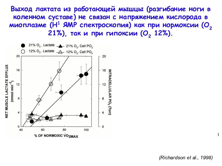 (Richardson et al., 1998) Выход лактата из работающей мышцы (разгибание