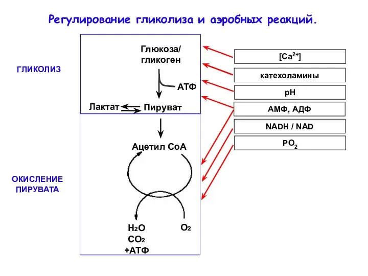 Регулирование гликолиза и аэробных реакций.