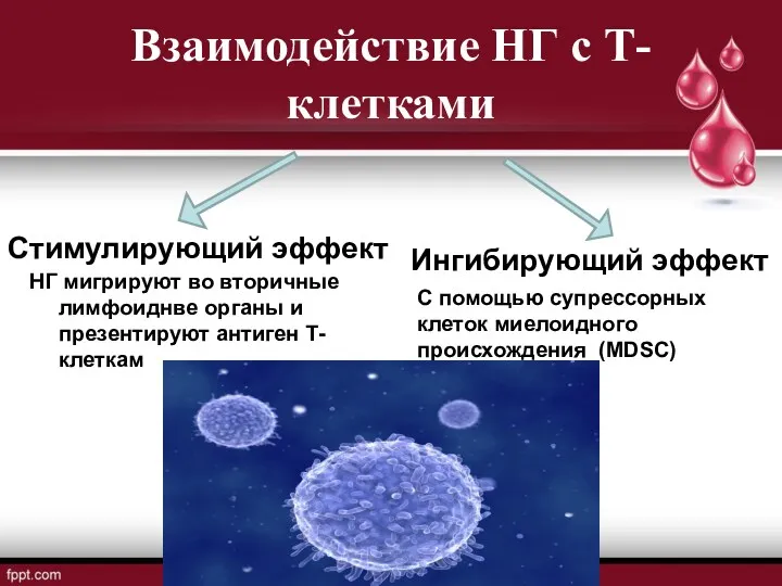 Взаимодействие НГ с Т-клетками НГ мигрируют во вторичные лимфоиднве органы и презентируют антиген