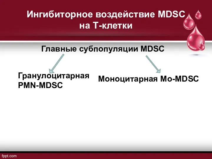 Ингибиторное воздействие MDSC на Т-клетки Главные субпопуляции MDSC Гранулоцитарная РМN-MDSC Моноцитарная Мо-MDSC