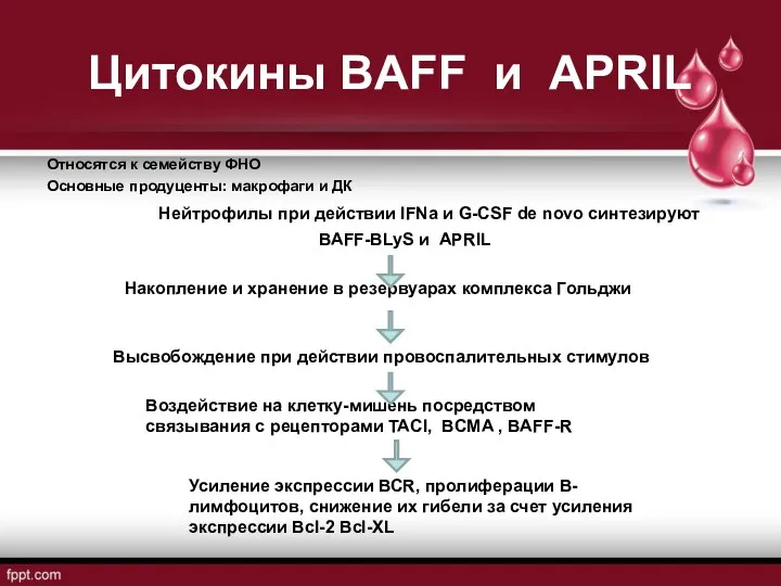 Цитокины BAFF и APRIL Относятся к семейству ФНО Основные продуценты: макрофаги и ДК