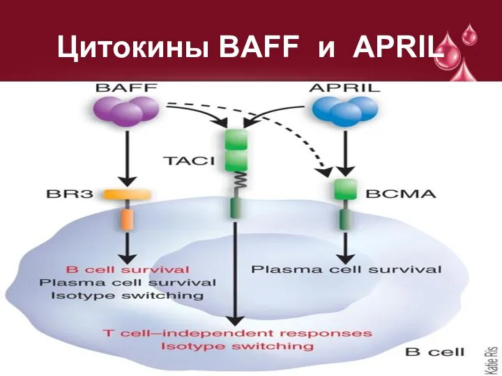 Цитокины BAFF и APRIL