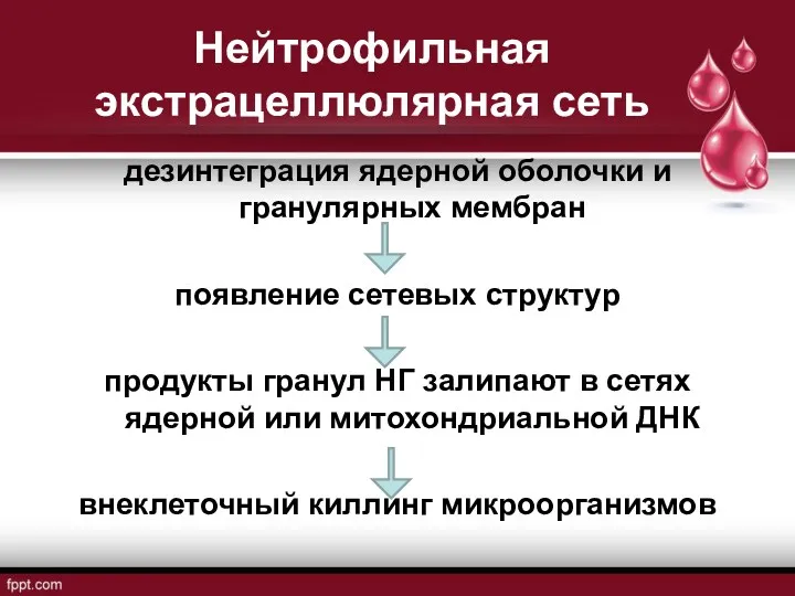 Нейтрофильная экстрацеллюлярная сеть дезинтеграция ядерной оболочки и гранулярных мембран появление сетевых структур продукты