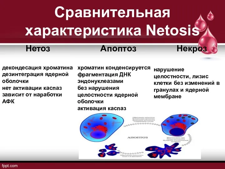 Сравнительная характеристика Netosis Нетоз декондесация хроматина дезинтеграция ядерной оболочки нет активации каспаз зависит