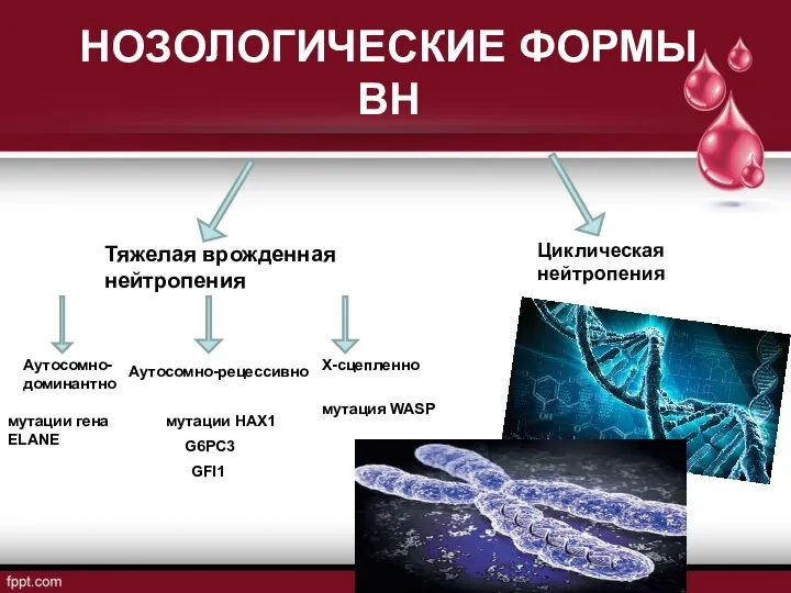 НОЗОЛОГИЧЕСКИЕ ФОРМЫ ВН Тяжелая врожденная нейтропения Циклическая нейтропения Аутосомно-доминантно Аутосомно-рецессивно