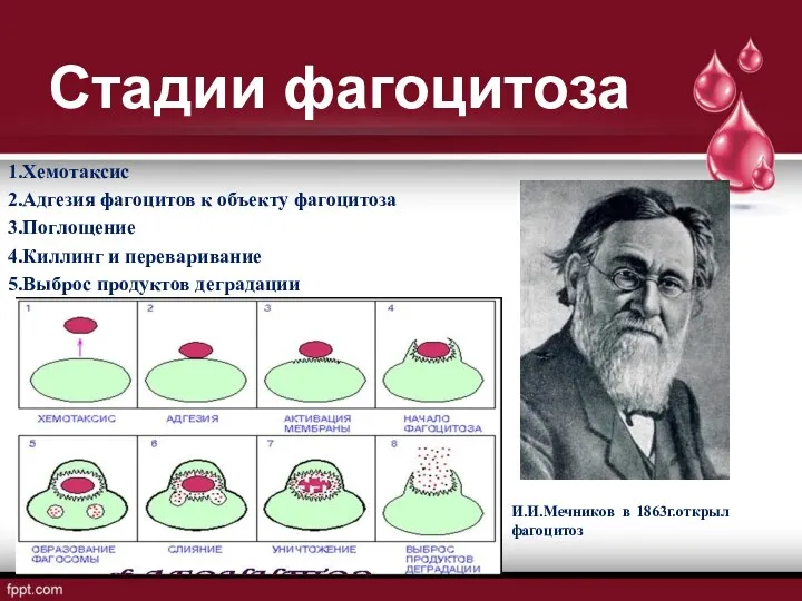 Стадии фагоцитоза 1.Хемотаксис 2.Адгезия фагоцитов к объекту фагоцитоза 3.Поглощение 4.Киллинг и переваривание 5.Выброс