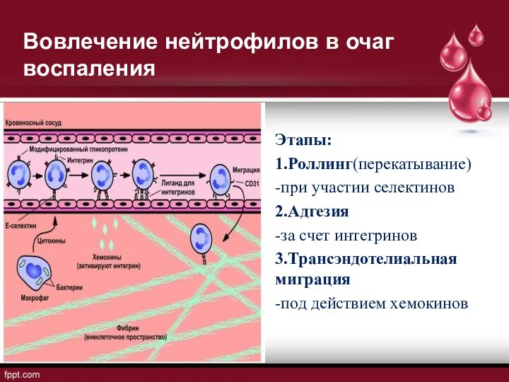 Вовлечение нейтрофилов в очаг воспаления Этапы: 1.Роллинг(перекатывание) -при участии селектинов 2.Адгезия -за счет