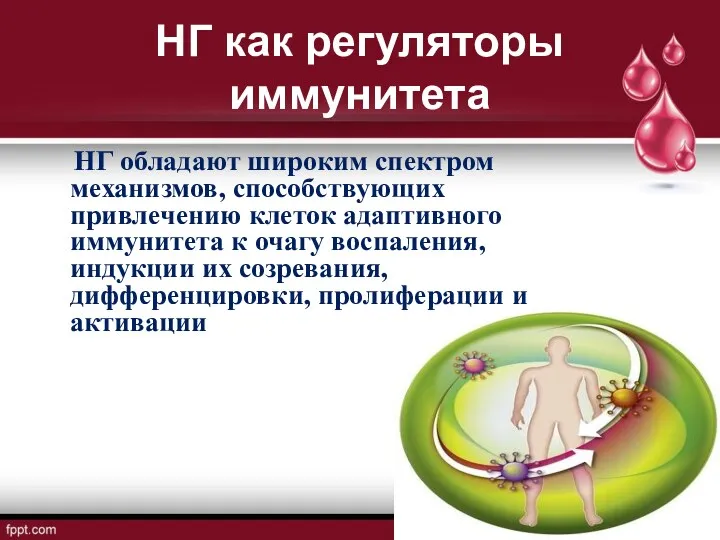 НГ как регуляторы иммунитета НГ обладают широким спектром механизмов, способствующих привлечению клеток адаптивного