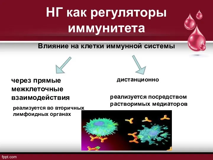 НГ как регуляторы иммунитета Влияние на клетки иммунной системы через прямые межклеточные взаимодействия