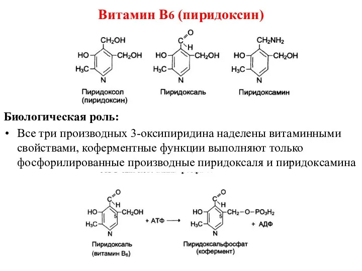 Витамин В6 (пиридоксин) Биологическая роль: Все три производных 3-оксипиридина наделены