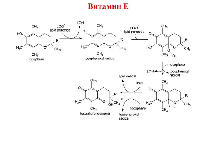 Витамин Е