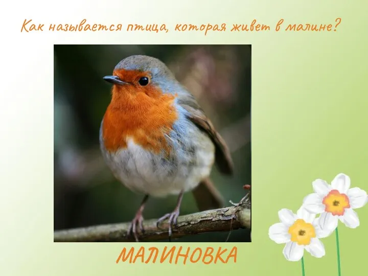 МАЛИНОВКА Как называется птица, которая живет в малине?