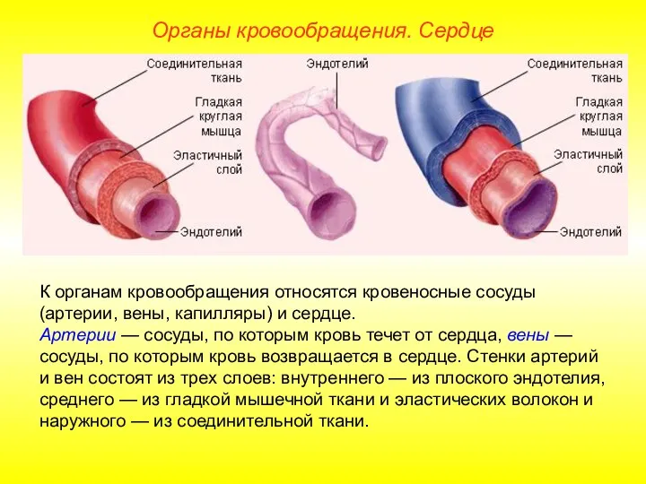 Органы кровообращения. Сердце К органам кровообращения относятся кровеносные сосуды (артерии,