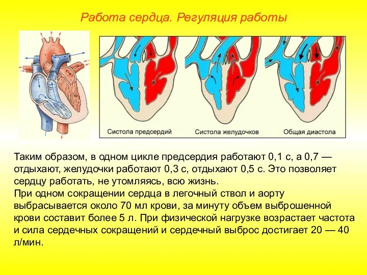 Работа сердца. Регуляция работы Таким образом, в одном цикле предсердия