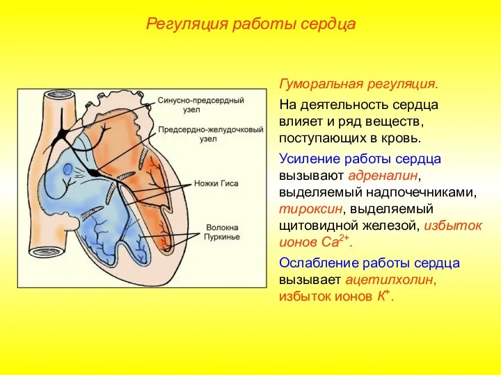 Регуляция работы сердца Гуморальная регуляция. На деятельность сердца влияет и