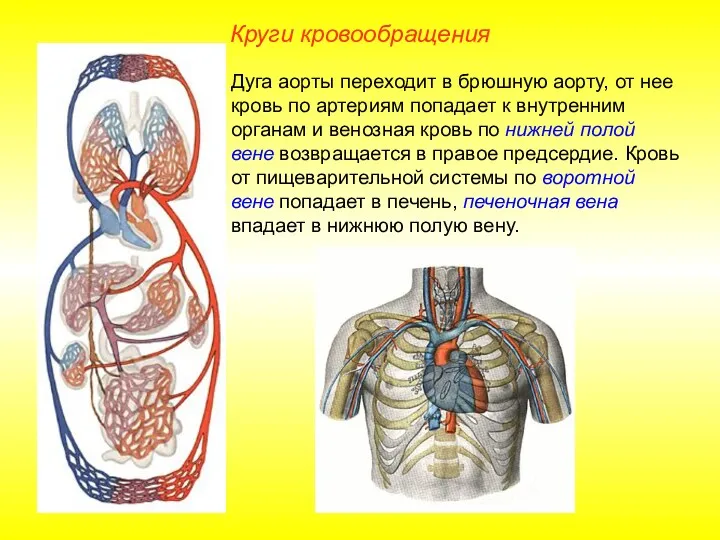 Круги кровообращения Дуга аорты переходит в брюшную аорту, от нее