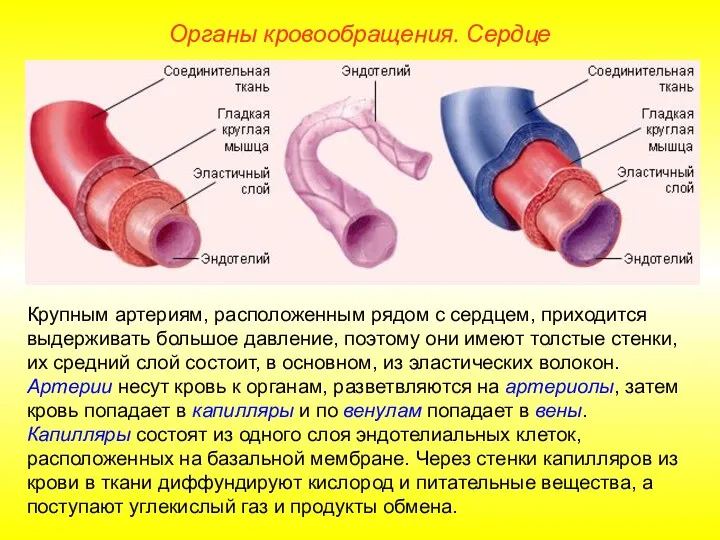 Органы кровообращения. Сердце Крупным артериям, расположенным рядом с сердцем, приходится