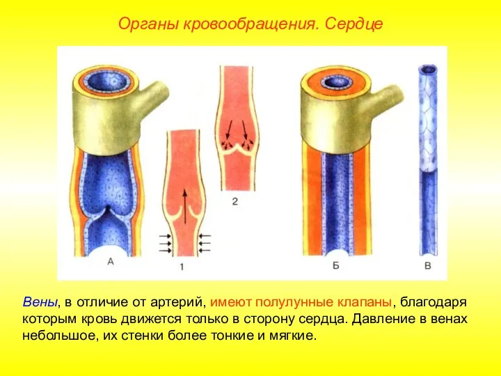 Органы кровообращения. Сердце Вены, в отличие от артерий, имеют полулунные