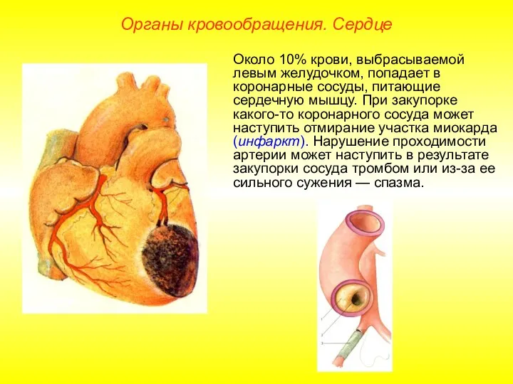 Органы кровообращения. Сердце Около 10% крови, выбрасываемой левым желудочком, попадает