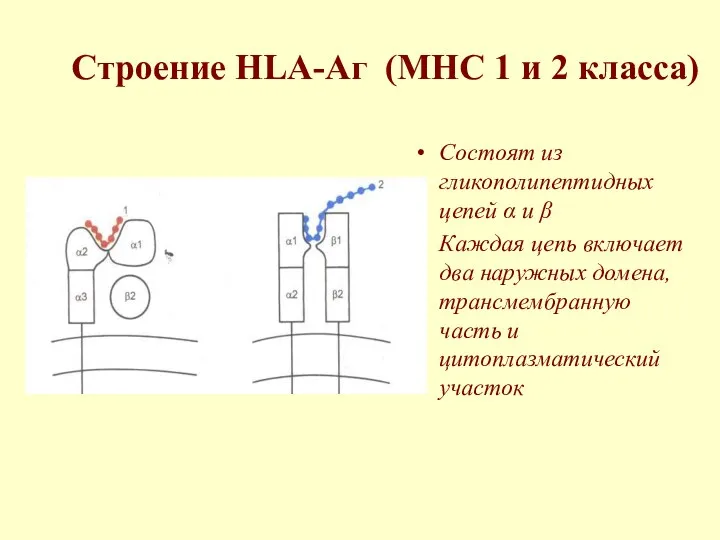 Строение HLA-Аг (MHC 1 и 2 класса) Состоят из гликополипептидных