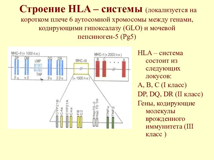Строение HLA – системы (локализуется на коротком плече 6 аутосомной