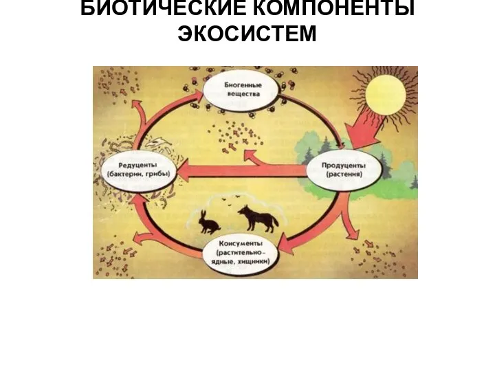 БИОТИЧЕСКИЕ КОМПОНЕНТЫ ЭКОСИСТЕМ