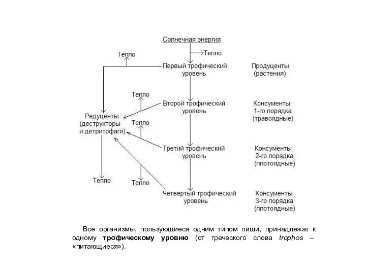 Все организмы, пользующиеся одним типом пищи, принадлежат к одному трофическому