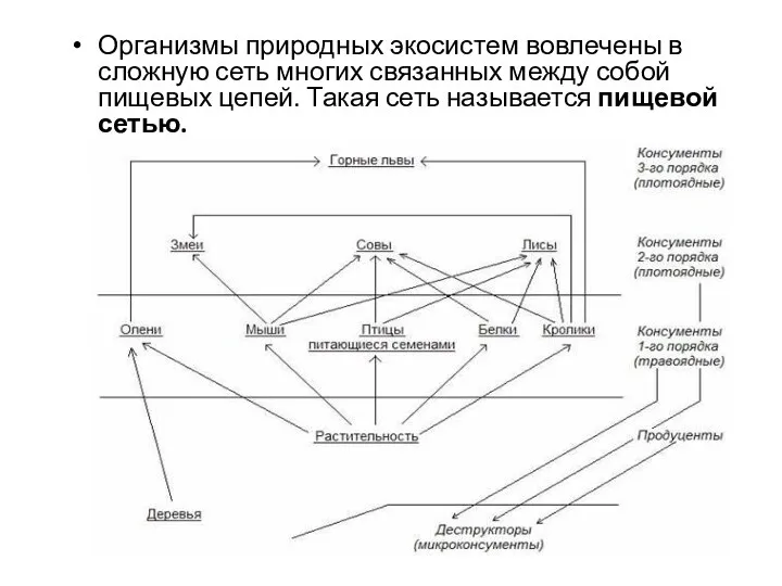 Организмы природных экосистем вовлечены в сложную сеть многих связанных между