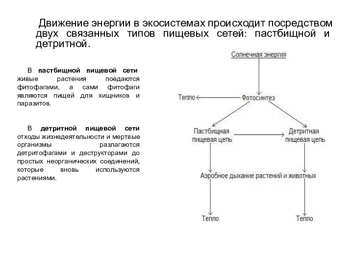 Движение энергии в экосистемах происходит посредством двух связанных типов пищевых