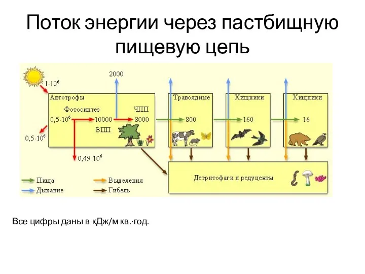 Поток энергии через пастбищную пищевую цепь Все цифры даны в кДж/м кв.·год.