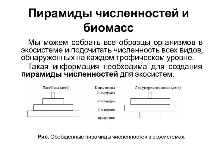 Пирамиды численностей и биомасс Мы можем собрать все образцы организмов