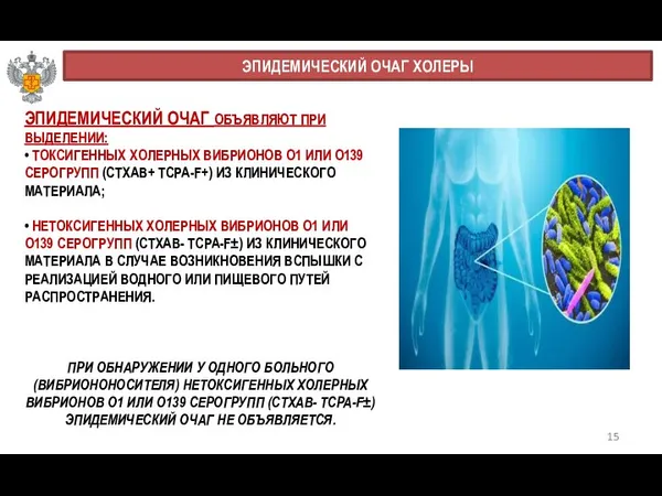 15 ЭПИДЕМИЧЕСКИЙ ОЧАГ ХОЛЕРЫ ЭПИДЕМИЧЕСКИЙ ОЧАГ ОБЪЯВЛЯЮТ ПРИ ВЫДЕЛЕНИИ: • ТОКСИГЕННЫХ ХОЛЕРНЫХ ВИБРИОНОВ