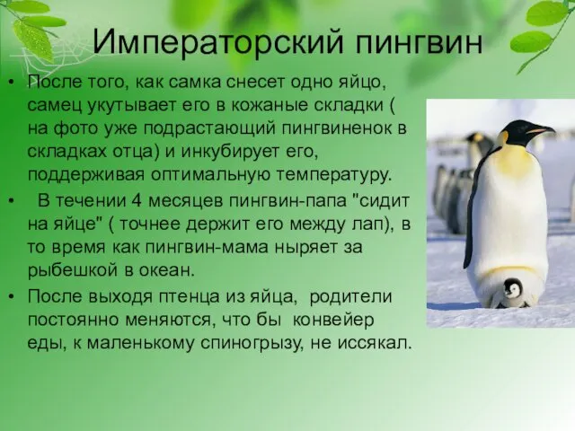 Императорский пингвин После того, как самка снесет одно яйцо, самец укутывает его в