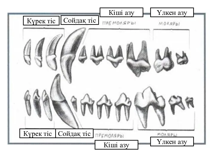 Күрек тіс Сойдақ тіс Күрек тіс Сойдақ тіс Кіші азу Кіші азу Үлкен азу Үлкен азу