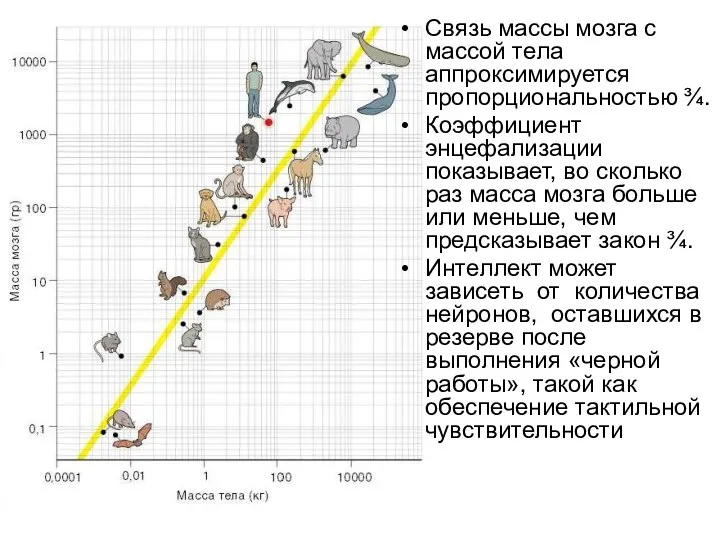 Связь массы мозга с массой тела аппроксимируется пропорциональностью ¾. Коэффициент