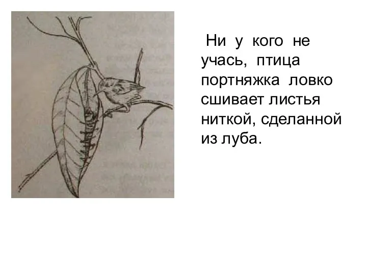 Ни у кого не учась, птица портняжка ловко сшивает листья ниткой, сделанной из луба.