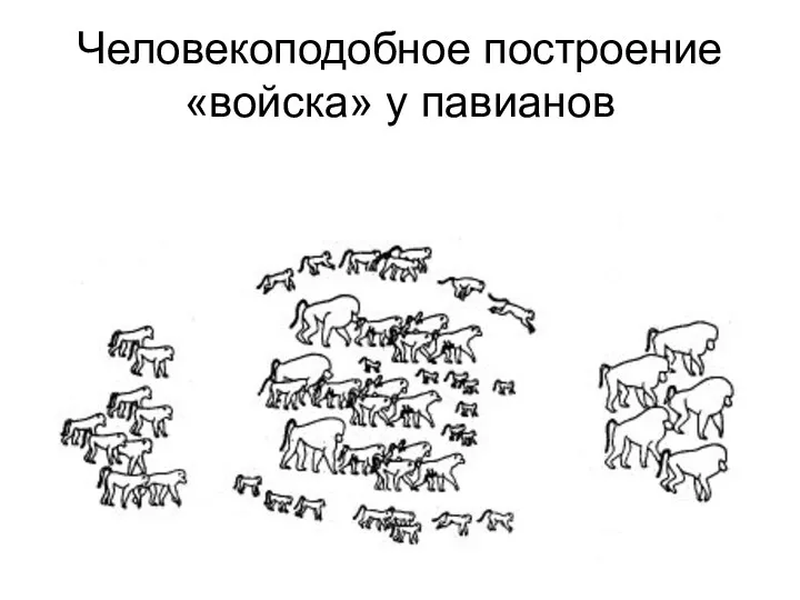 Человекоподобное построение «войска» у павианов