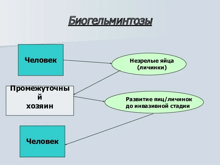 Биогельминтозы Человек Промежуточный хозяин Человек Незрелые яйца (личинки) Развитие яиц/личинок до инвазивной стадии