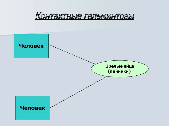 Контактные гельминтозы Человек Человек Зрелые яйца (личинки)