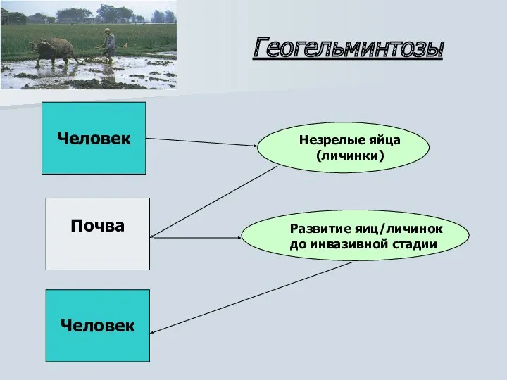 Геогельминтозы Человек Почва Человек Незрелые яйца (личинки) Развитие яиц/личинок до инвазивной стадии