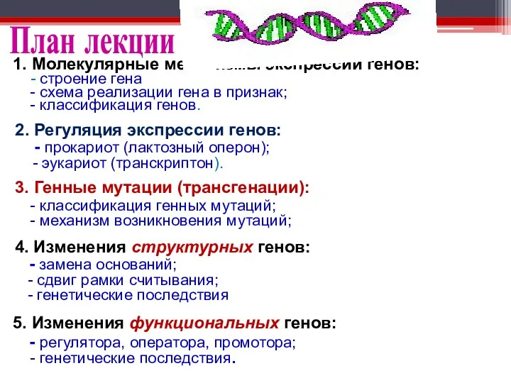 1. Молекулярные механизмы экспрессии генов: - строение гена - схема