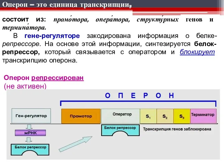 Оператор Оперон репрессирован (не активен) состоит из: промо́тора, опера́тора, структу́рных