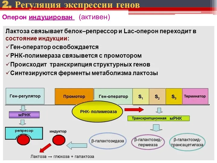 2. Регуляция экспрессии генов Оперон индуцирован (активен)