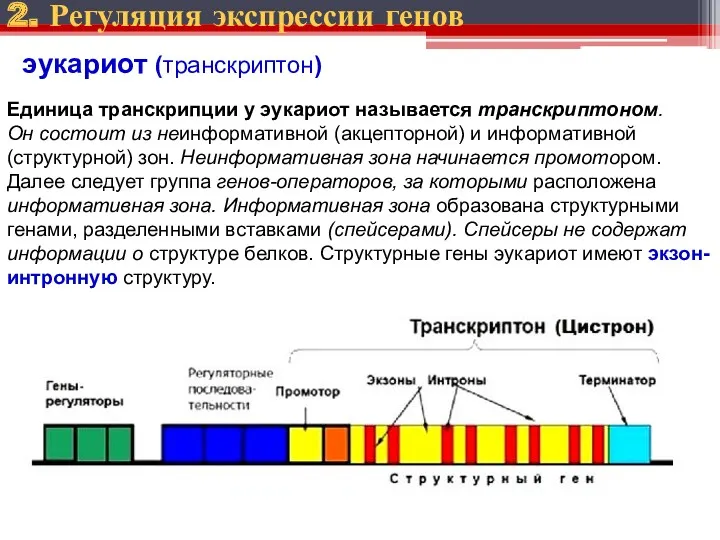 Единица транскрипции у эукариот называется транскриптоном. Он состоит из неинформативной