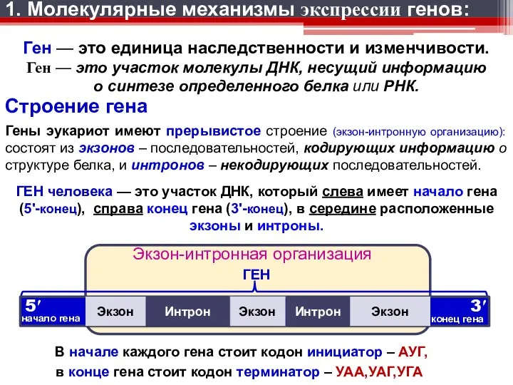 1. Молекулярные механизмы экспрессии генов: Ген — это единица наследственности