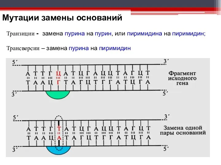 Мутации замены оснований Транзиции - замена пурина на пурин, или